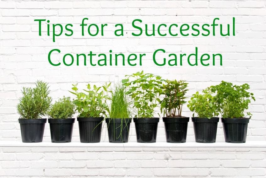Container Gardens Offer Scalable Gardening for Beginners