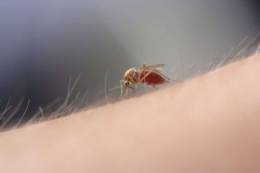Quick tips on preventing West Nile Virus this summer