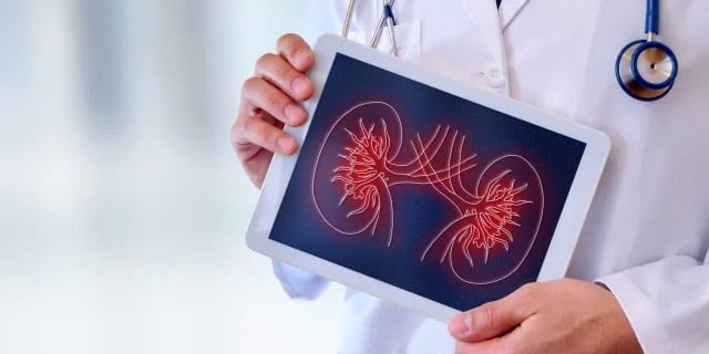 kidney graphic