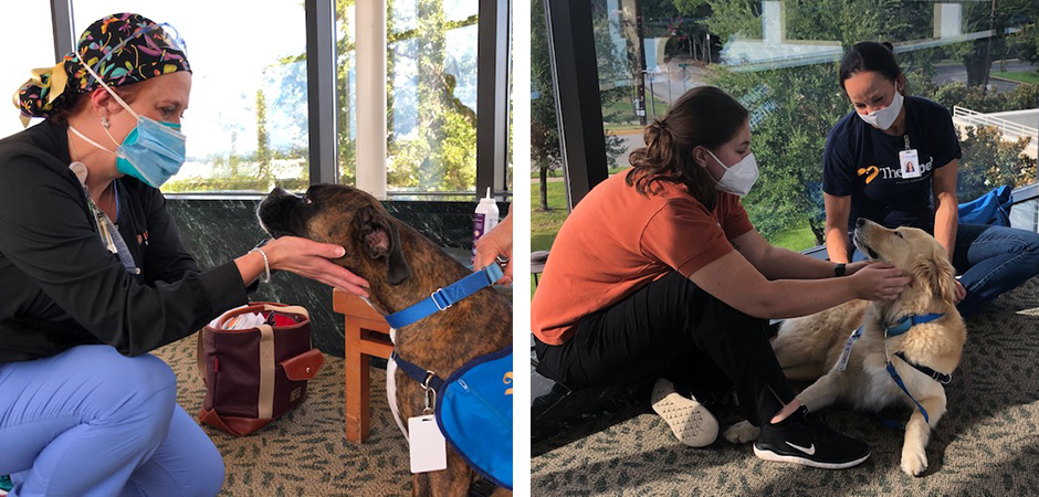 Therapet visit lifts spirits of UT Health Tyler caregivers